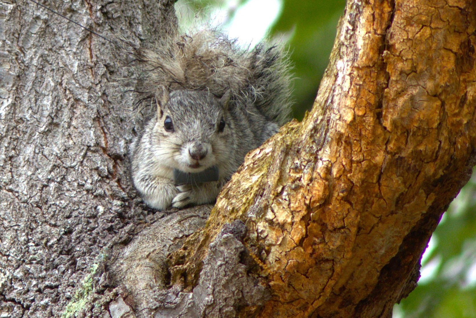 A squirrel rests on a limb of a tree.