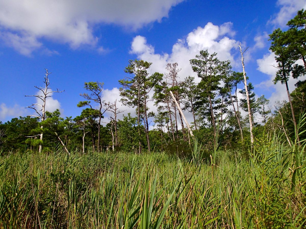 Marsh grass lines the edge of a wetland area, with trees and a blue sky behind.
