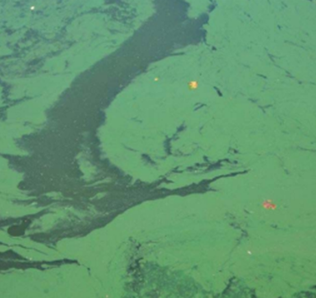 Looking down onto open water with a thick mat of algae on the surface.