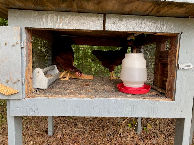Two chickens stand in a hen house alongside a trough of food and a water jug.