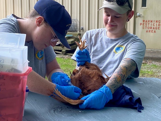 Two individuals hold down a chicken while another uses a needle to draw blood from it.