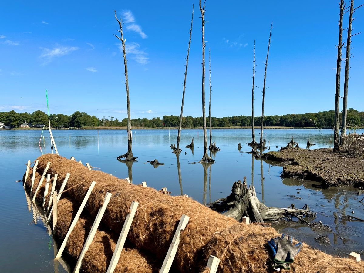 Rolled mats of natural material are staked in place along an eroding shoreline.