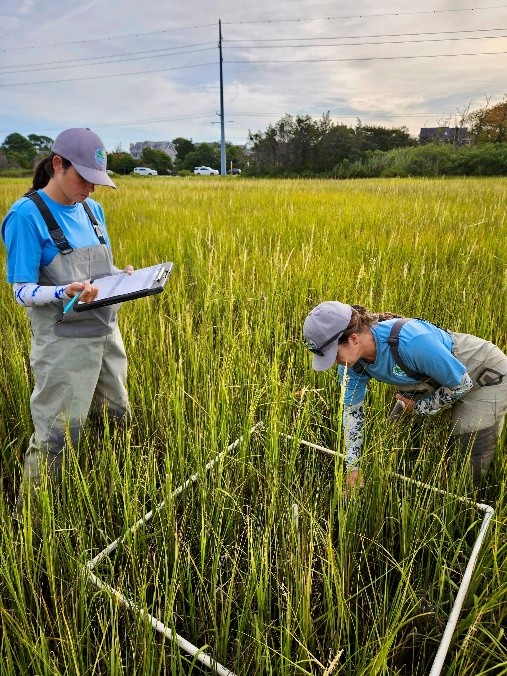 Two people take measurements in a small portion of a marsh defined by a square made of PVC pipe.