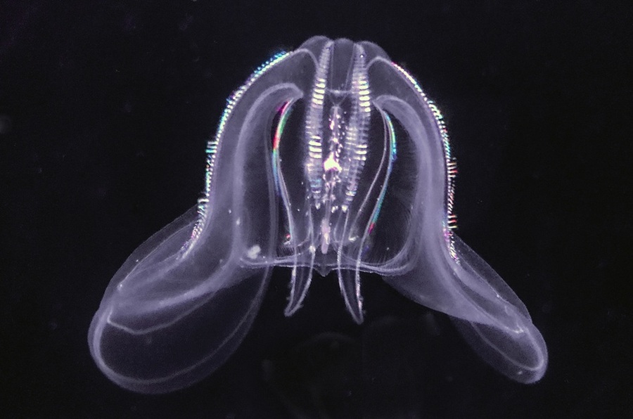 A sea walnut jellyfish