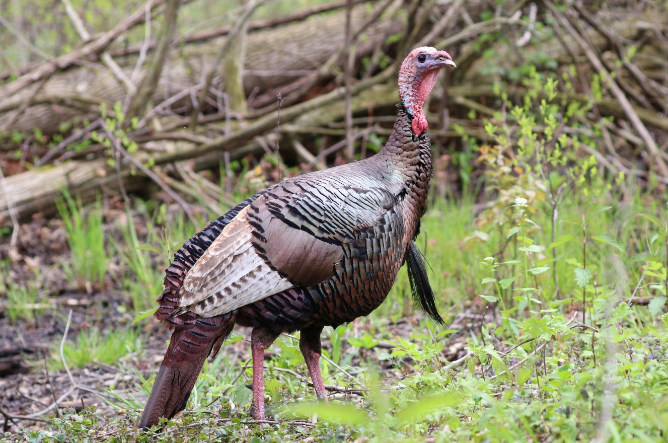 An adult male wild turkey, with a dark, iridescent body.
