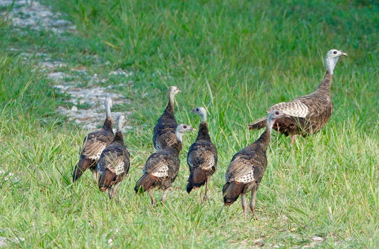 A group of young wild turkeys with a hen.