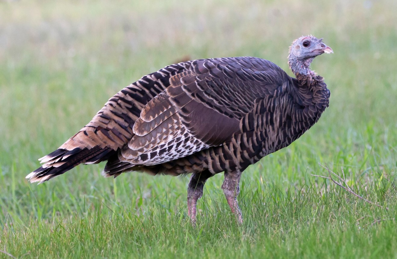 A wild turkey hen, with a brown and tan body and a grey head.