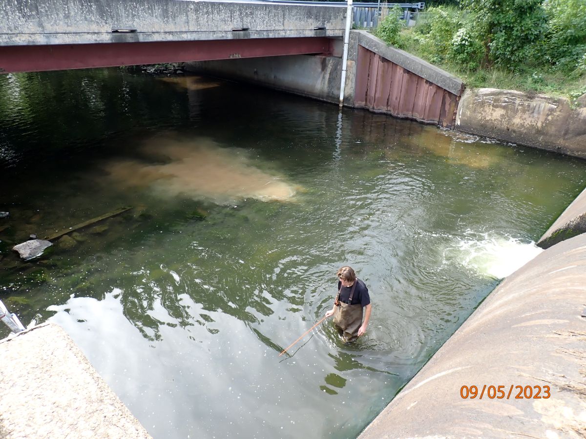 A woman in waders stands in the water at the foot of a dam spillway, observing signs of seepage that could indicate damage to the dam.