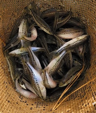 Looking into a net and seeing a mass of small fish.