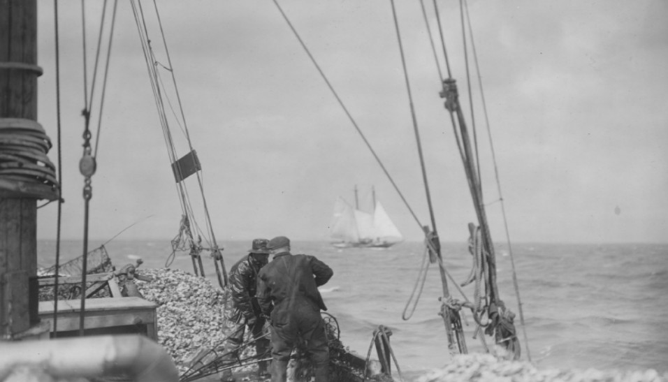 Two watermen on the deck of a sailing vessel work with nets to land oysters in an historic, black and white photo.
