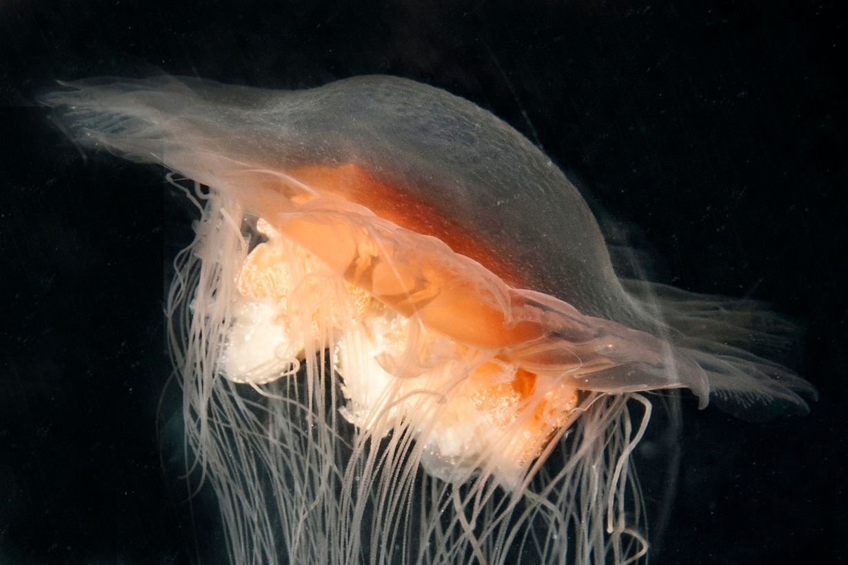 A lion's mane jellyfish underwater.
