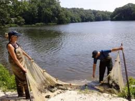 Two biologists working with a seine net on a pond.
