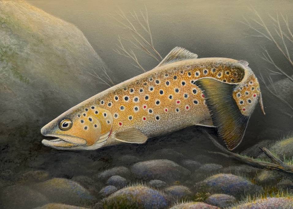 A speckled brown fish swimming in a rocky stream.