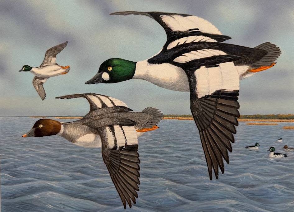 Three ducks in flight over water with a low shoreline in the background.
