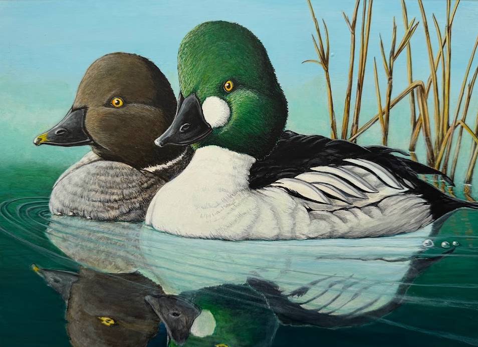 A pair of ducks, one with a green head and one with a brown head float in the water near some reeds.