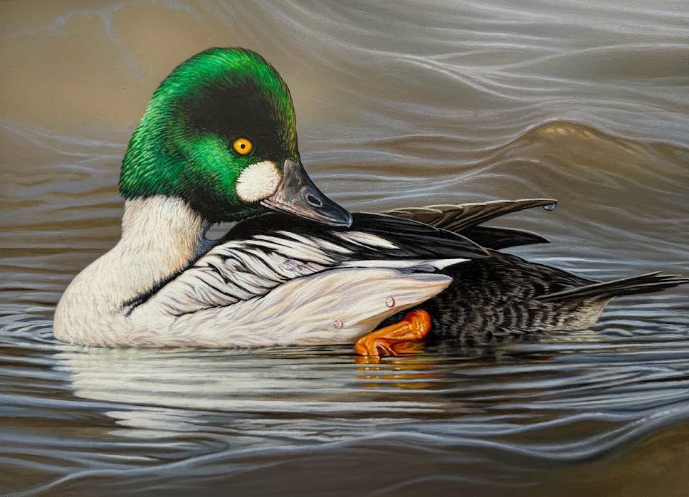 A duck with a green head floats in the water.