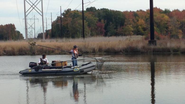 Two people in a small boat collect fish in a waterway.