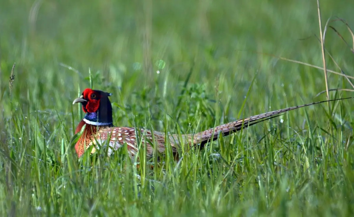 A brown bird with white spots, a blue head and a ring of white around its neck, sits in a grassy field.