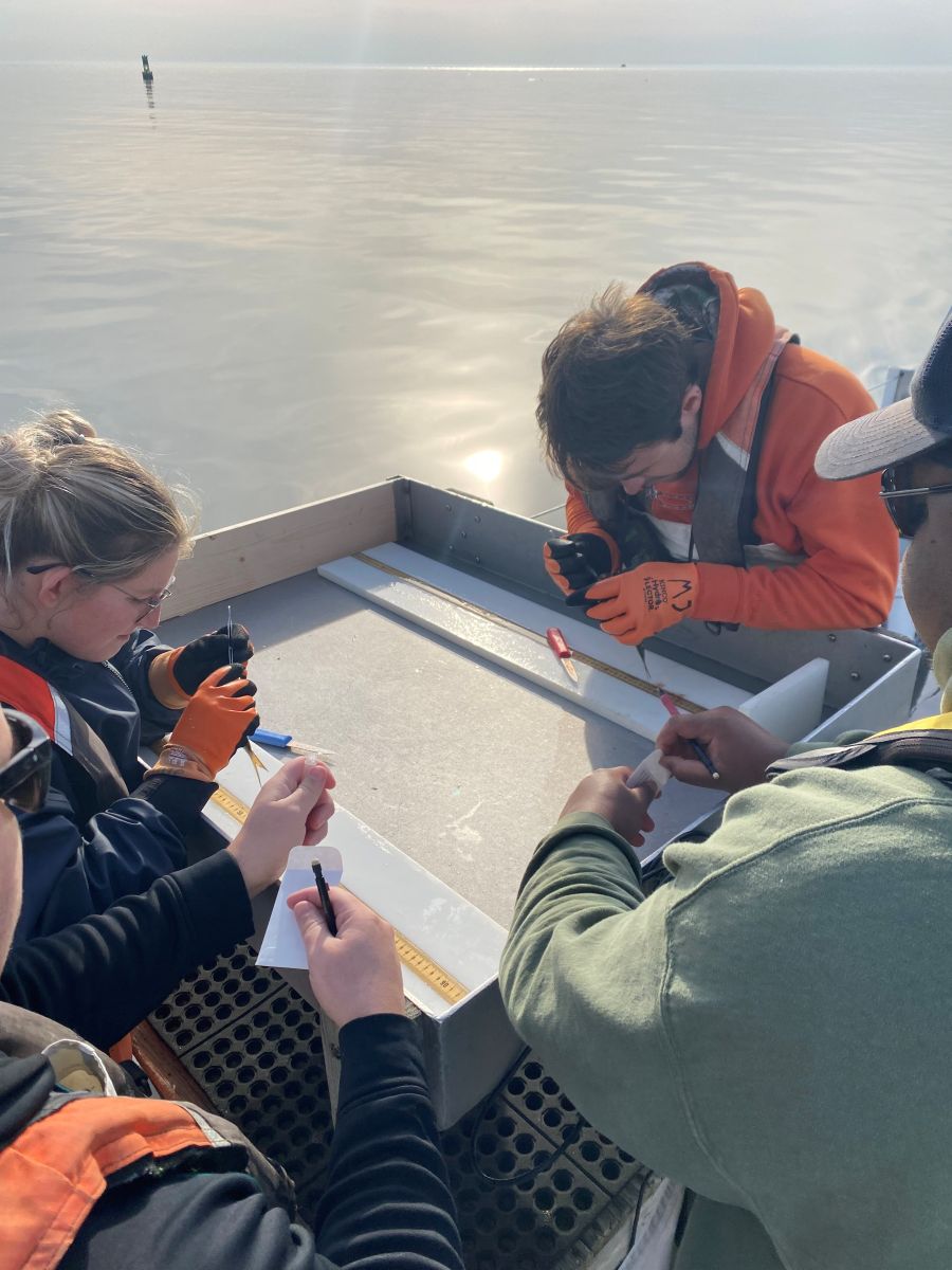 A group of biologists and technicians examine and measure a fish while working on a boat.