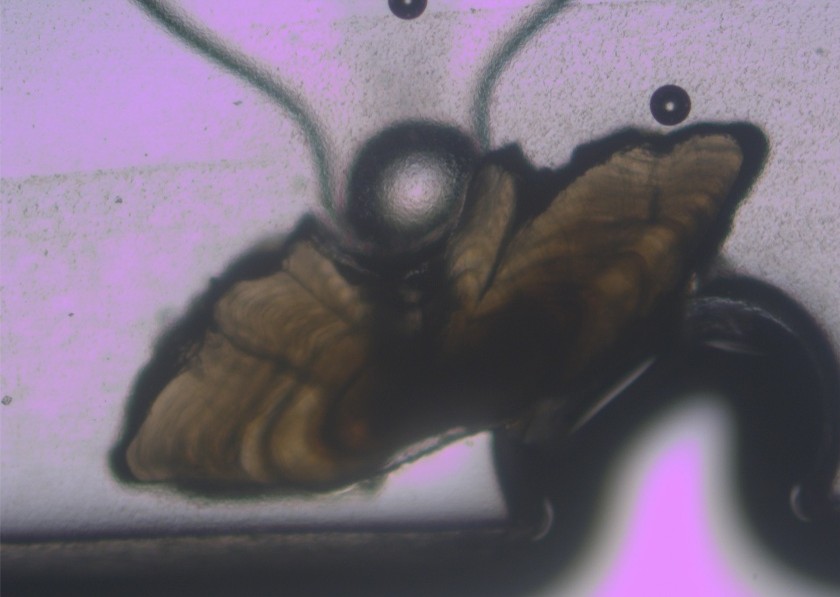 A microscopic look at an oblong bit of hard calcium build-up from a fish. 