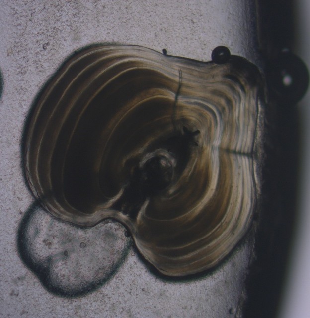Cross section of a fish spine, seen through a microscope.