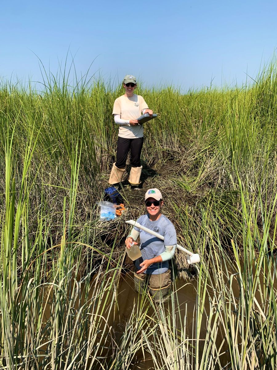 Two DNREC wetland staff collect data in a reedy wetland area.