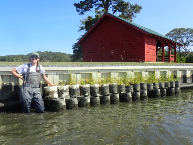 A smiling woman in hip-waders stands knee deep in water next to a bulkhead that has had plantings added to it.