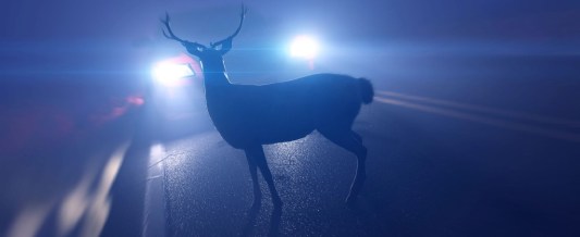 http://Driving?%20Watch%20Out%20for%20Deer